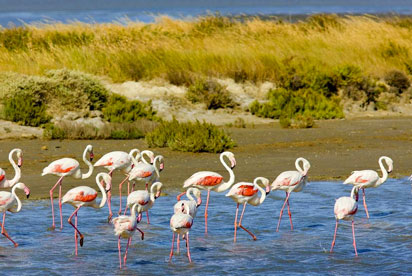 Parc naturel régional de Camargue